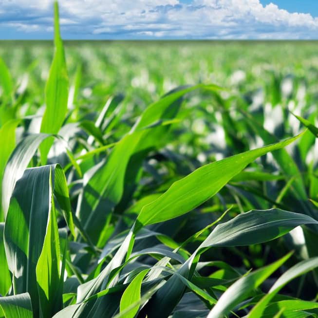 Практические аспекты подкормки посевов кукурузы в США, штат Миннесота